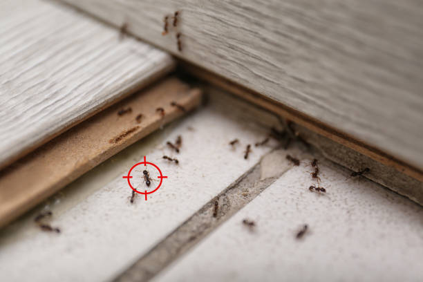 Best Affordable Pest Control Services  in New Square, NY