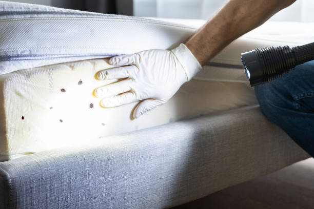 Best Pest Control for Homes  in New Square, NY