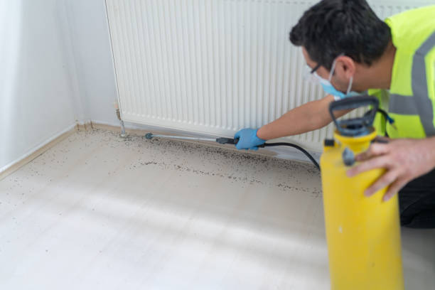 Best Flea Control Services  in New Square, NY